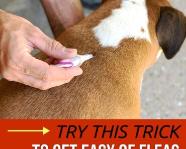 A Comprehensive Guide on How to Handle Fleas on Dogs