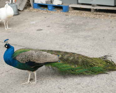 Farmer’s Shocking Discovery: Mysterious Eggs Hatch into Jaw-Dropping Wonders!